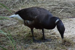 Branta bernicla nigricans - Dunkle Ringelgans (Pazifische Ringelgans, Schwarzbäuchige Ringelgans, Lawrence Ringelgans)